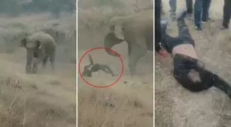 Fil sürüsü köylülere saldırdı! 4 kişi ezilerek can verdi, tehlike geçmiş değil