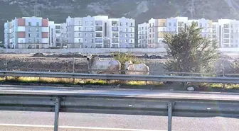 Kaza yapan tırdan kaçan anguslar şehir turunda