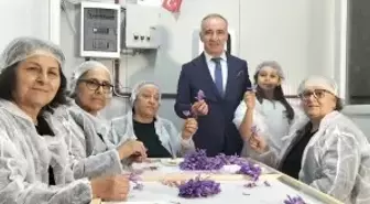 Mali müşavir kurduğu tesiste topraksız safran üretimi yapıyor