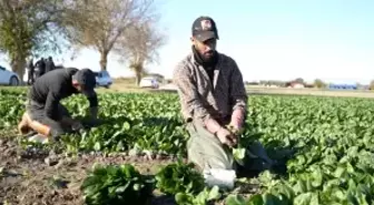 Osmaniye'de ıspanak hasadı başladı