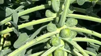 Rusya ve Hollanda lahanayı 'Brüksel'den değil İznik'ten alıyor