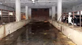 Siirt'te 3 buçuk ayda 54 büyükbaş hayvanı telef olan besicinin zararı 8 milyon lirayı buldu