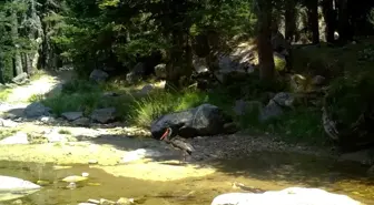 Bursa'da nadir görülen karaleylek ormanlarda görüntülendi