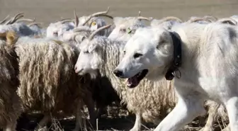 Ankara'nın kadim değeri tiftik keçisi yeniden gözde: Ayaş'ta 3 bin baş yetiştiriliyor