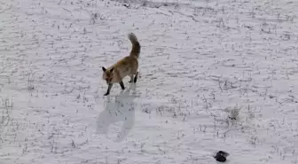 Dron sesinden tedirgin olan kızıl tilki, yuvasını terk etmedi