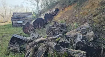 Kesilen 1183 yaşındaki porsuk ağacı, odun olmaktan kurtarıldı; İstanbul'da müzede sergilenecek