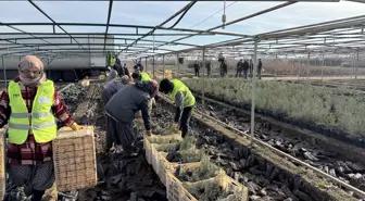 Malatya'dan Türkmenistan'a 50 bin fidan desteği