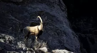 Tunceli'de yaban keçileri Munzur Vadisi'ne indi