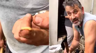 Uzak Doğu değil Karadeniz! Ağaç kurdunu tek hamlede yedi