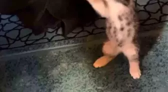 Yavru kedi camide vaaz sırasında cemaatle ve tespihle oynadı