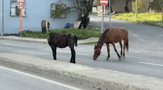 Yer: İstanbul! Başıboş atlar trafiği tehlikeye sokuyor