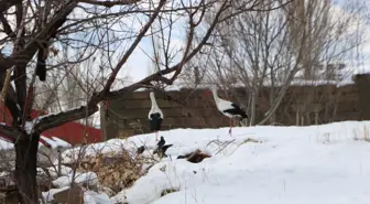 Yüksekova'da 23 yıldır göç etmeyen leyleklere yenileri eklendi