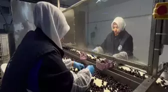 65 ülkeye ihraç edilen Türk zeytini, zeytinyağlı çikolata ve kozmetik ürünlerle de raflarda yer alacak