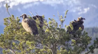 Akbabaların izi Bolu'daki istasyonda sürülüyor