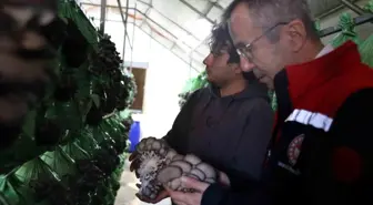 Bilecik'te yüzde 100 hibeli istiridye mantar üretimi başladı