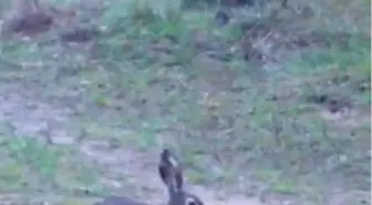 Edirne'de Yaban Tavşanlarının Görüntüleri Ortaya Çıktı