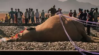 Yolcu treni fillere çarptı! Kahreden görüntüler