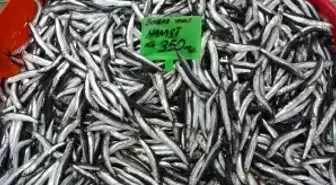 Karadeniz'deki av baskısı hamsi popülasyonunu göçe zorladı