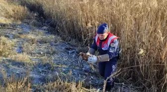 Karaman'da yaralı bulunan kızıl şahin tedavi altına alındı