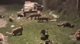 Kedi ve tilkilerin yan yana beslendiği anlar kamerada