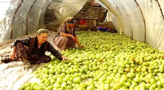 Kırağı vurdu, gök domates seraya taşındı