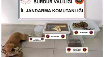 Operasyon yapılan ev hayvanat bahçesi gibi çıktı