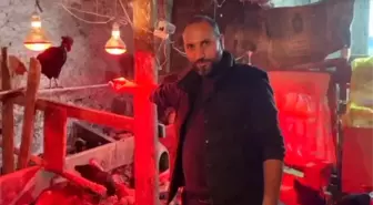 Tavuklara müzikli terapi: 'Yumurta verimi arttı'