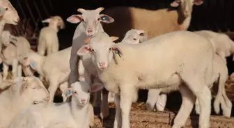 Trakya'da damızlık küçükbaş hayvanlar bilimsel verilerle tespit edilecek