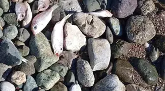 Datça'da çok sayıda ölü balık kıyıya vurdu