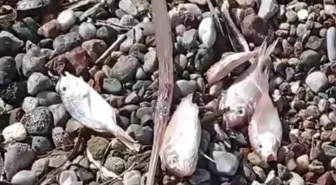 Datça'da ölü balıklar kıyıya vurdu
