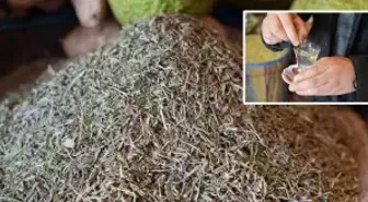 Bir tutamı yetiyor, tüm hastalıkları gelmeden geri gönderiyor