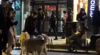 Evcil hayvanıyla yürürken sokak köpeklerinin arasında kaldı