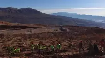 Gabar'da fidan dikim seferberliği
