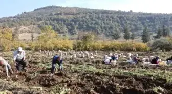Kuraklık nedeniyle verimin yarı yarıya düştüğü tatlı patateste son hasat yapıldı