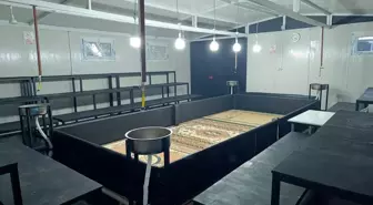 Manisa'da horoz dövüşüne jandarmadan baskın