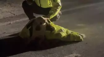 Polis, yaralı köpeğin üstünü kendi montuyla örttü