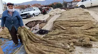 Selendi'de tütünde hasat bitti, kolileme mesaisi başladı
