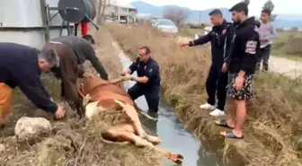 Su kanalına düşen inek itfaiyenin 1 saatlik çalışmasıyla kurtarıldı