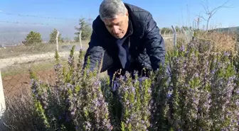 Yapılan 10 yıllık çalışma sonucunda artık Eskişehir'de biberiye üretilebiliyor