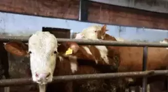 Yüzde 60 hibe aldığı destekle 300 hayvanlık çiftlik kurdu