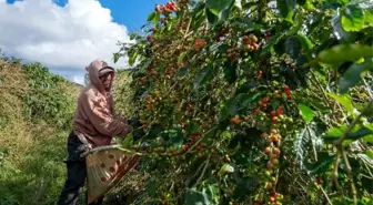 Albüm: Laos'ta Kahve Çekirdeği Hasat Zamanı