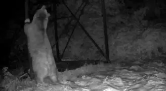 Arı kovanlarına ulaşmaya çalışan ayı kamerada