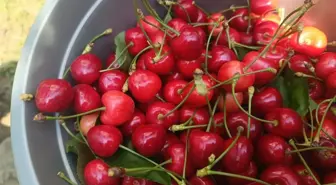 Edirne'den Avrupa'ya ihraç edilen 'Çeribaşı kirazı' coğrafi işaret tescili aldı