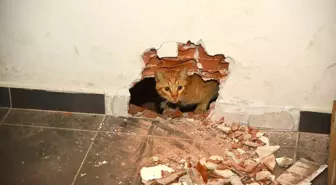 Giresun'da okulun havalandırma boşluğunda mahsur kalan kedi kurtarıldı