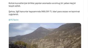 Bitlis'te Yaban Keçisini Vuran Kişiye Yüksek Cezai İşlem Uygulandı