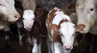 Yıl bitmeden gelen çifte mutluluk: Üreticinin ikiz buzağı sevinci