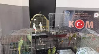 Antalya'da kaçakçılık ve organize suçlarla mücadele sürüyor