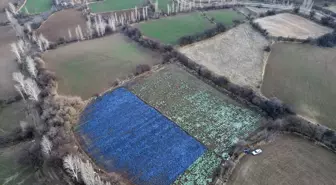Erzincan'da mikroklima avantajıyla kış mevsiminde de açık alanda sebze yetiştiriliyor