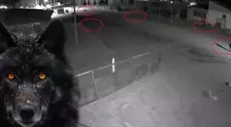 Kurdukları tuzağa bakın! Görüntüyü izleyen bölge halkı endişeli