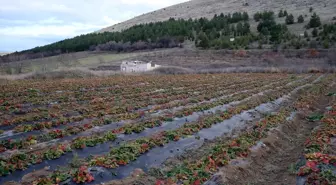 Hobi amaçlı başladığı çilek üretiminde talebe yetişmekte zorlanıyor